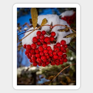 Winter Berries 2 Sticker